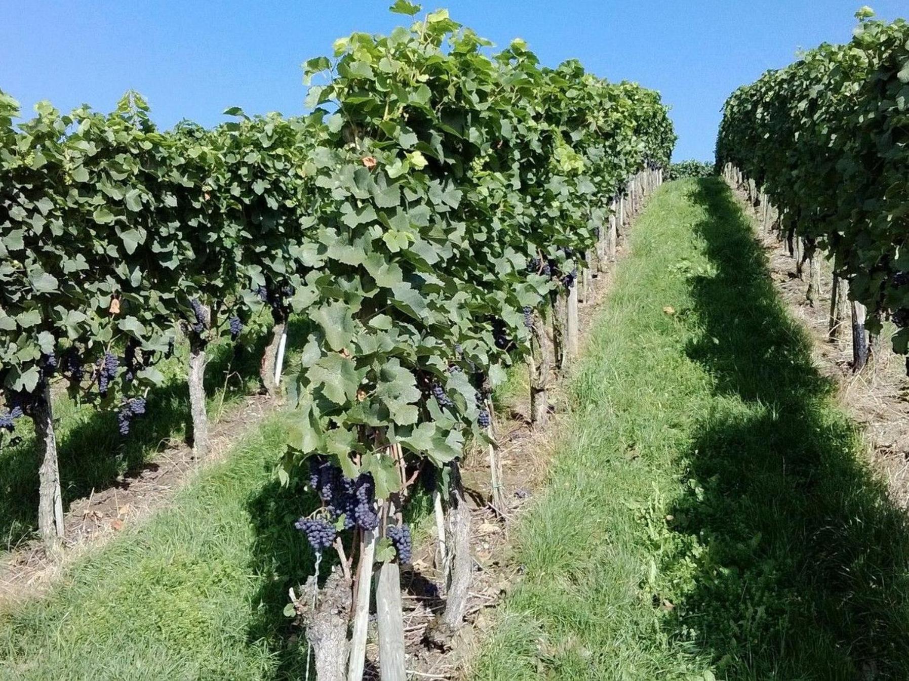 Kobl * Immenstaad am Bodensee